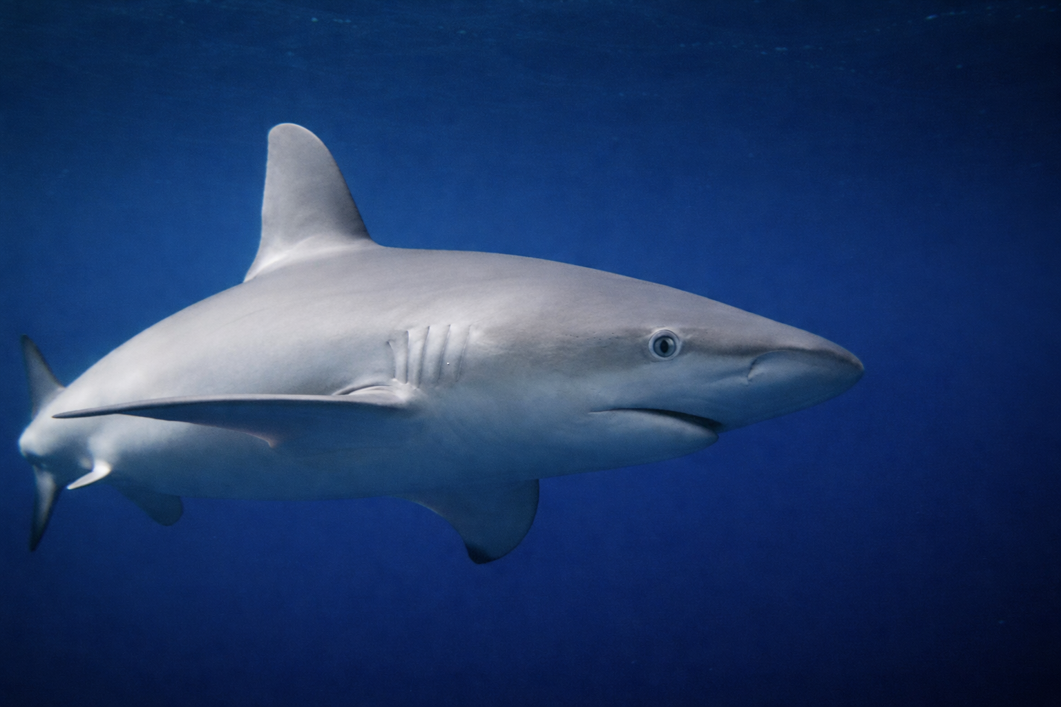 North Shore Shark Adventures on Oahu North Shore